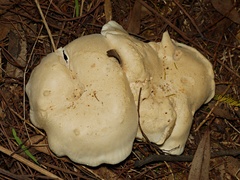 Leucopaxillus cerealis