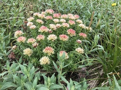 Rhodiola algida
