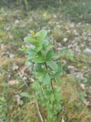 Berberis vulgaris