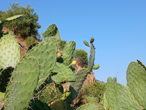 Opuntia ficus-indica amyclaea