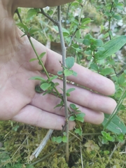 Berberis vulgaris