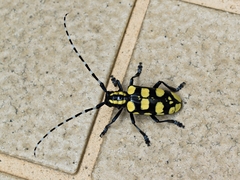Anoplophora horsfieldii