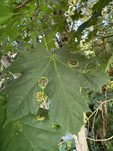 Black Tar Spot