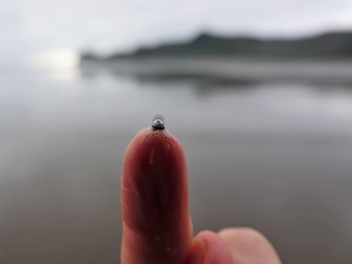 photo of By-the-wind Sailor (Velella velella)