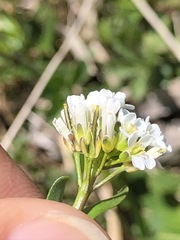 Arabis soyeri
