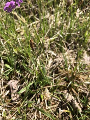 Carex panicea