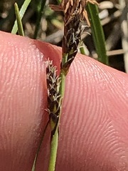 Carex panicea