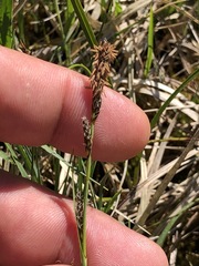 Carex panicea