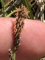 Carex panicea