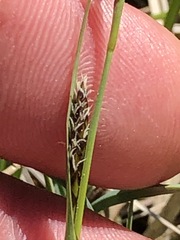 Carex panicea