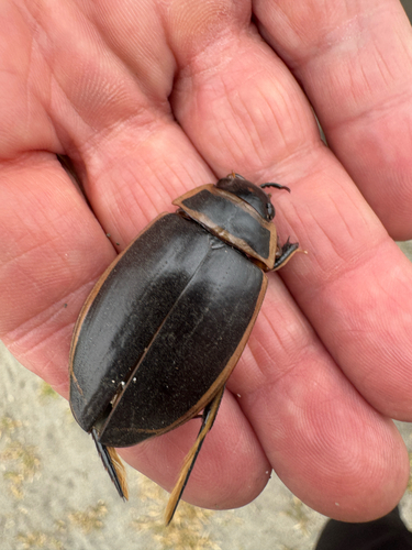 Harris's Diving Beetle photo 3
