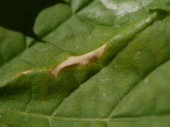Phyllonorycter joannisi