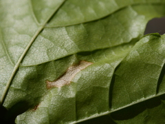Phyllonorycter joannisi