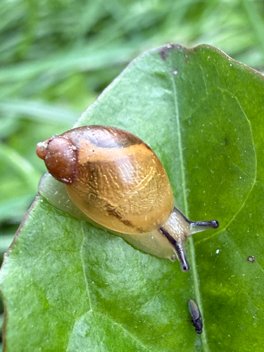 Common European Ambersnail
