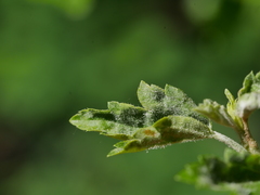 Podosphaera clandestina