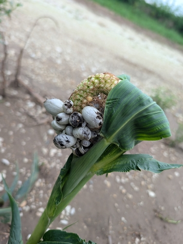 Corn Smut