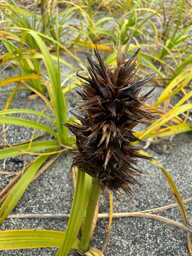 Carex macrocephala, photograph 4