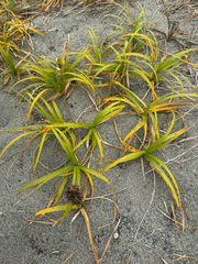 Carex macrocephala, photograph (c) Mark Stluka, some rights reserved (CC BY)