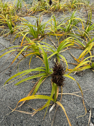 Carex macrocephala, photograph 5