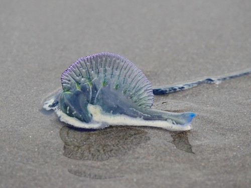 photo of Portuguese Man O' War (Physalia physalis)