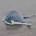 photo of Portuguese Man O' War (Physalia physalis)