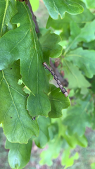 Erannis defoliaria