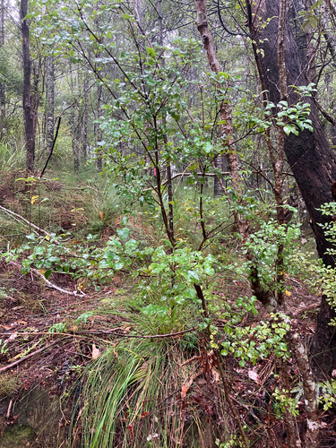 Pterophylla sylvicola, photograph 3