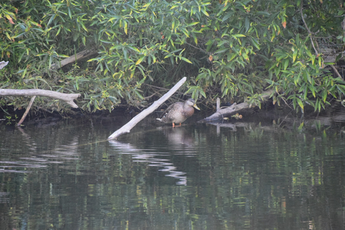 iNaturalist observation photo of Mallard