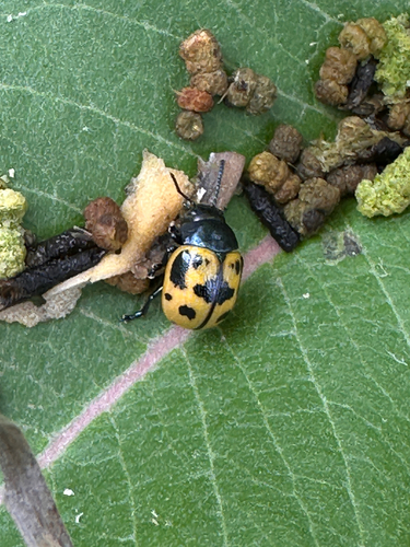 Swamp Milkweed Leaf Beetle