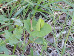 Aristolochia lutea
