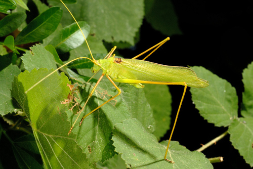 Acrometopa macropoda (Burmeister, 1838)