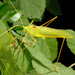 Common Long-legged Bush-Cricket - Photo (c) Roberto Sindaco, some rights reserved (CC BY-NC-SA), uploaded by Roberto Sindaco