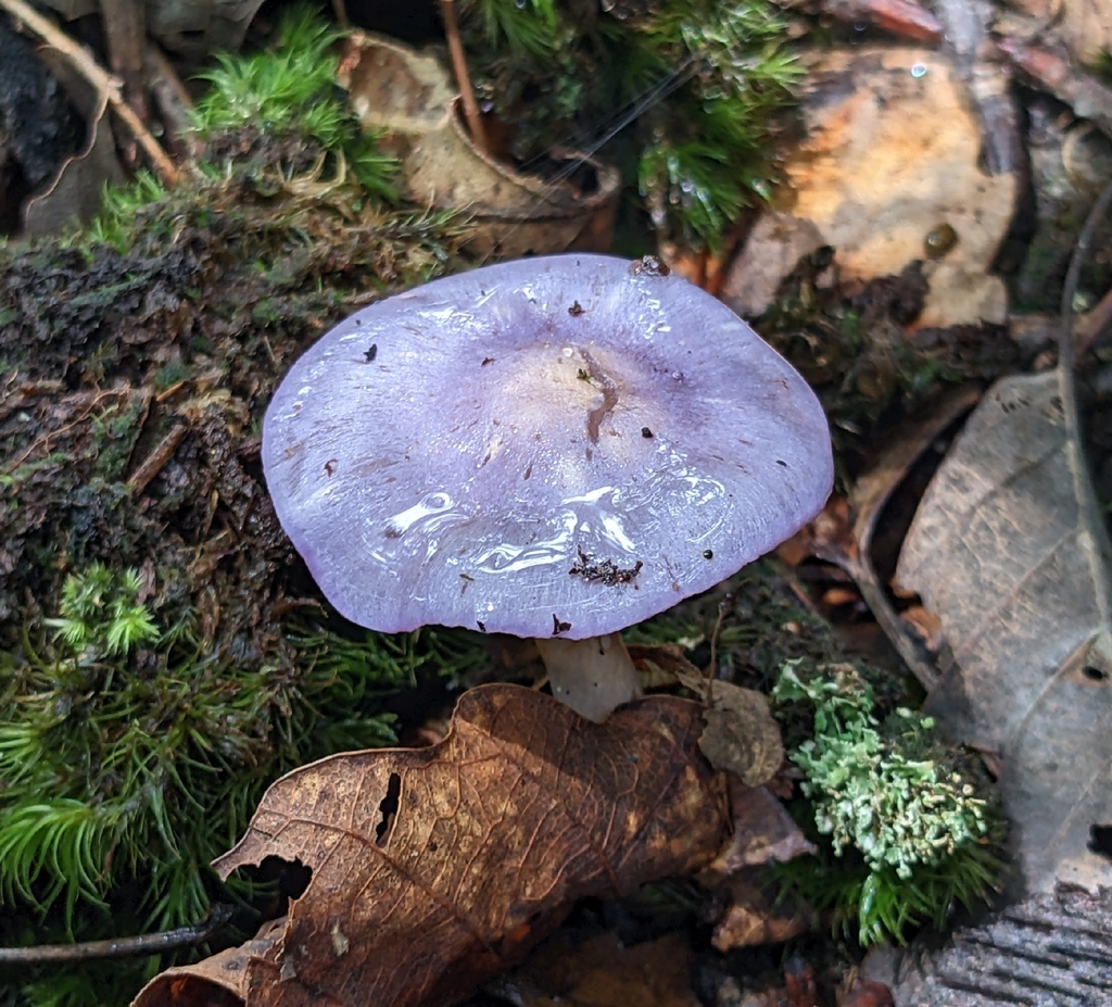 Viscid Violet Cort · August 2026 · photo: Photo: (c) Norah Tempus, some rights reserved (CC BY) · iNaturalist
