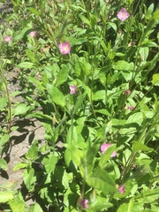 Oenothera rosea