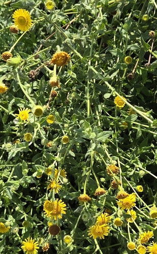 Common Fleabane