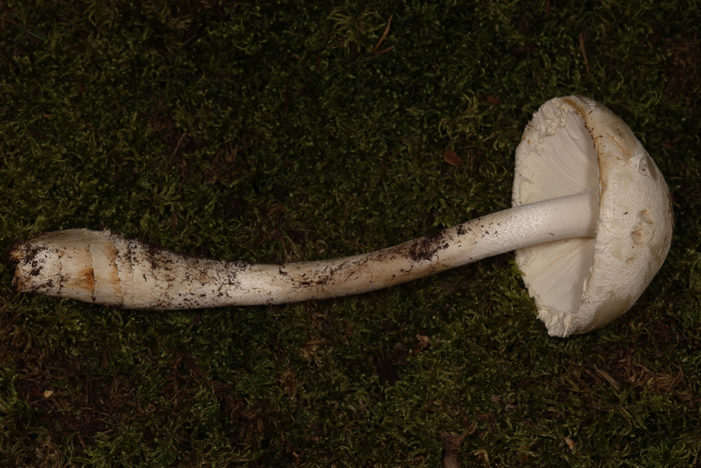 Amanita sp. 'PA08'