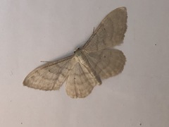 Idaea dilutaria