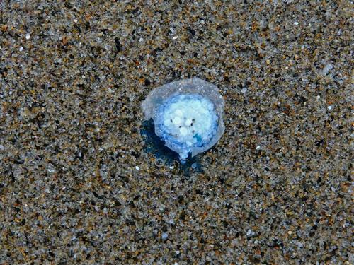 photo of Blue Button (Porpita porpita)