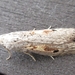 Stored Nut Moth - Photo (c) onidiras-iNaturalist, some rights reserved (CC BY-NC), uploaded by onidiras-iNaturalist