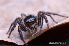 Salticidae