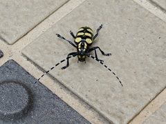 Anoplophora horsfieldii