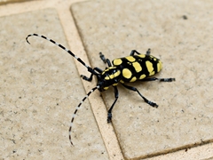 Anoplophora horsfieldii
