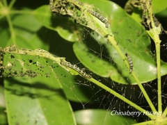 Gymnoscelis tristrigosa
