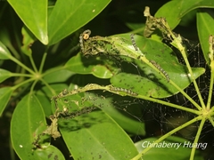 Gymnoscelis tristrigosa