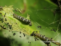 Gymnoscelis tristrigosa