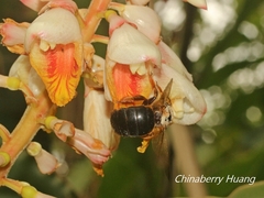 Xylocopa ruficeps