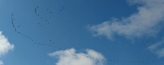 Branta leucopsis