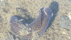 Aglaja ocelligera