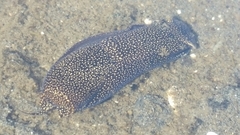 Aglaja ocelligera