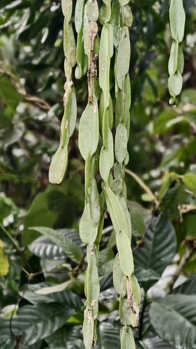 Rhipsalis paradoxa, photograph 5
